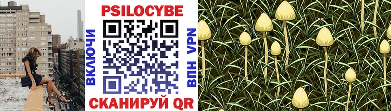 Псилоцибиновые грибы Cubensis Адыгейск